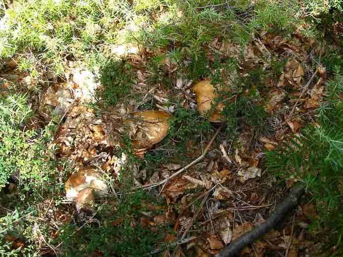  Image name: 252 Porcino.jpg 
 width: 700 pixel 
 height: 525 pixel 
 Size: 49044 bytes 
 Click to enlarge 